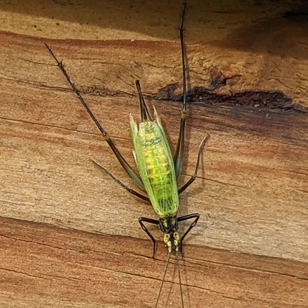 Green tree cricket resting on wood grain surface