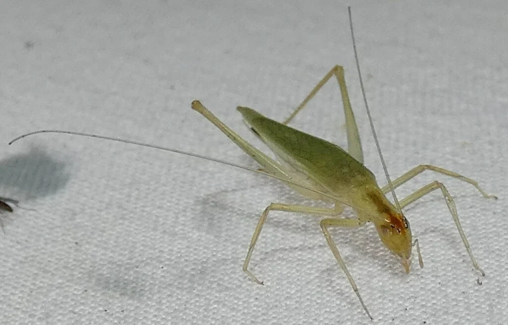 Pale green tree cricket with translucent wings on white background