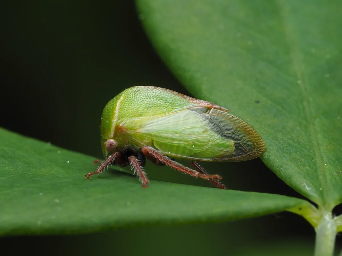 Green treehopper resting on a leaf showing its wedge-shaped body profile