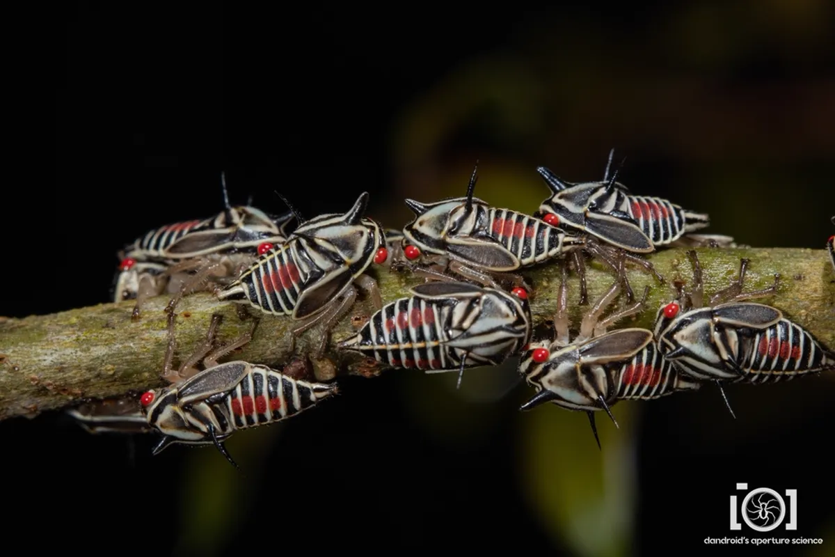Group of striped treehoppers clustered together on a branch demonstrating their social behavior