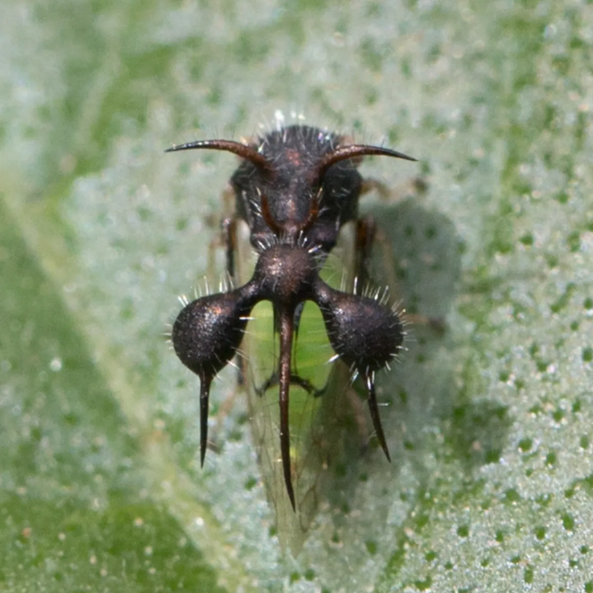Unusual thorn-mimicking treehopper showing the incredible diversity of pronotum shapes in this family