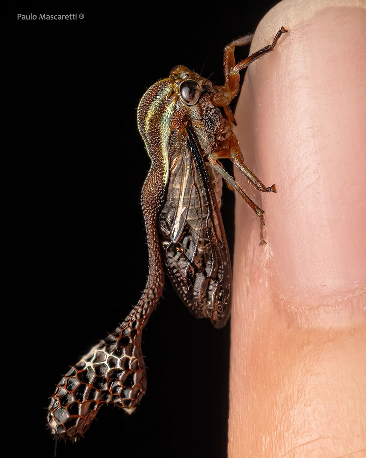 Treehopper on human finger demonstrating the small size of these plant-feeding insects