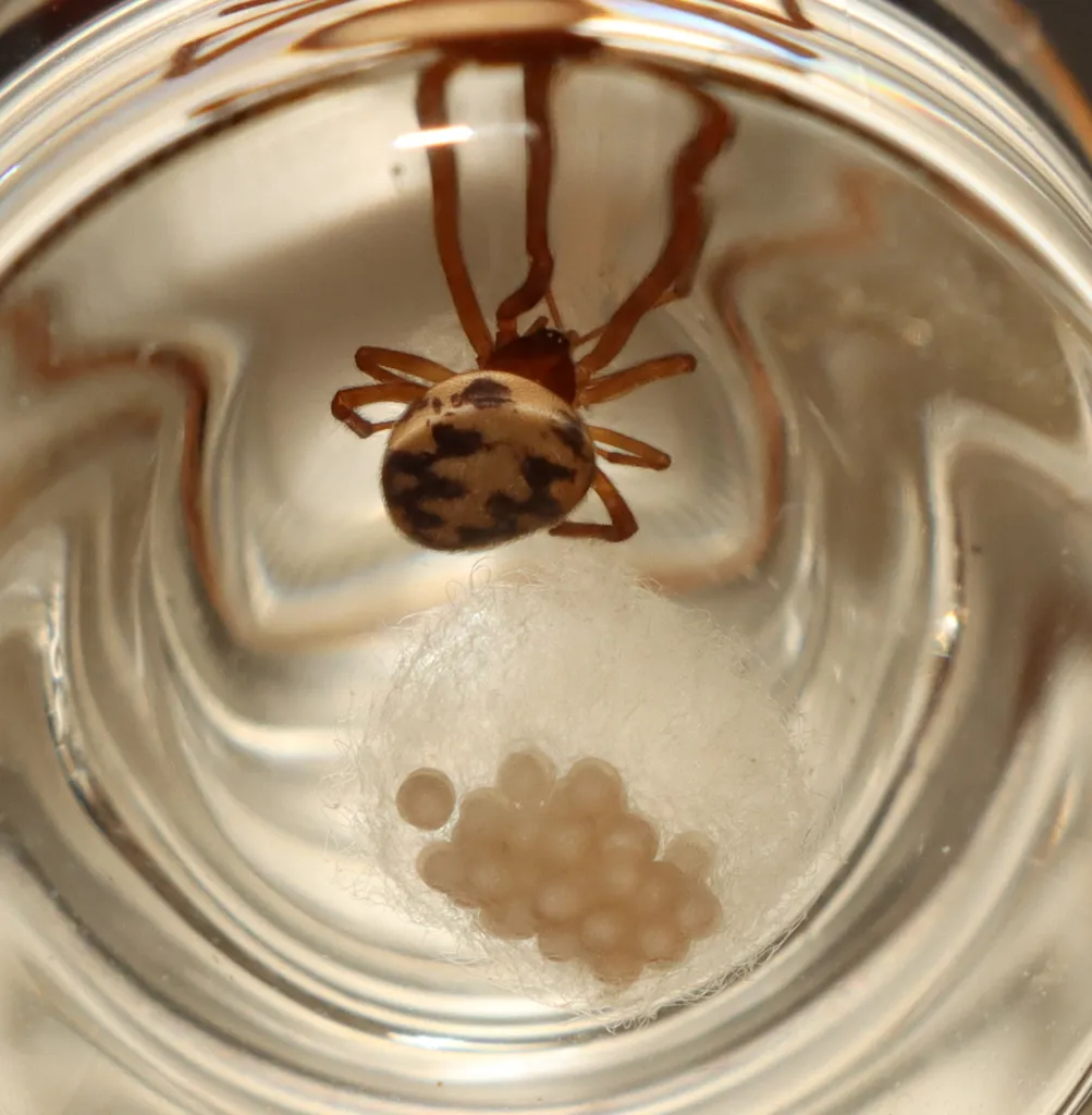 Triangulate cobweb spider with egg sac showing reproductive behavior