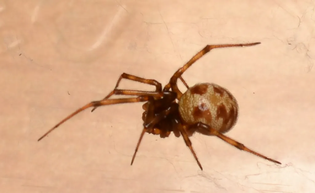 Side profile of a triangulate cobweb spider showing body shape and leg positioning