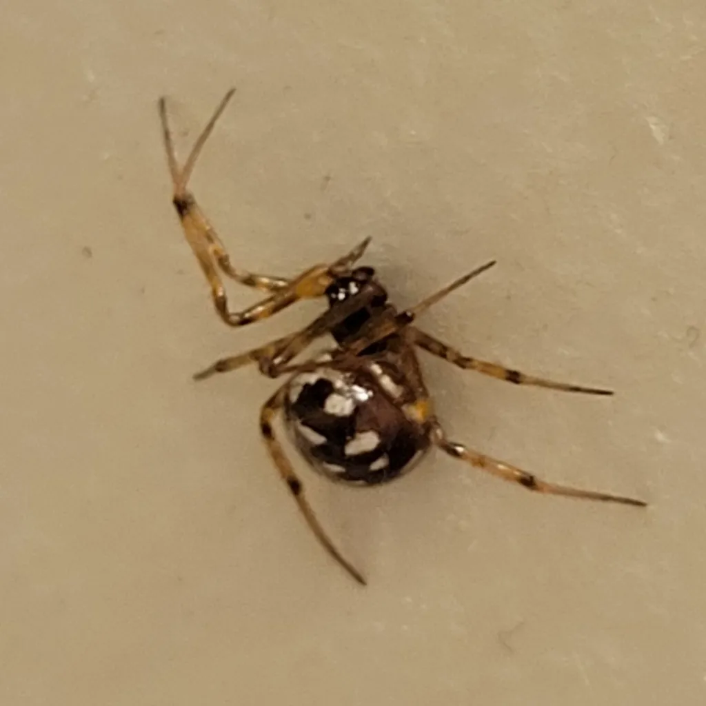 Triangulate cobweb spider hanging from web showing banded legs and round abdomen
