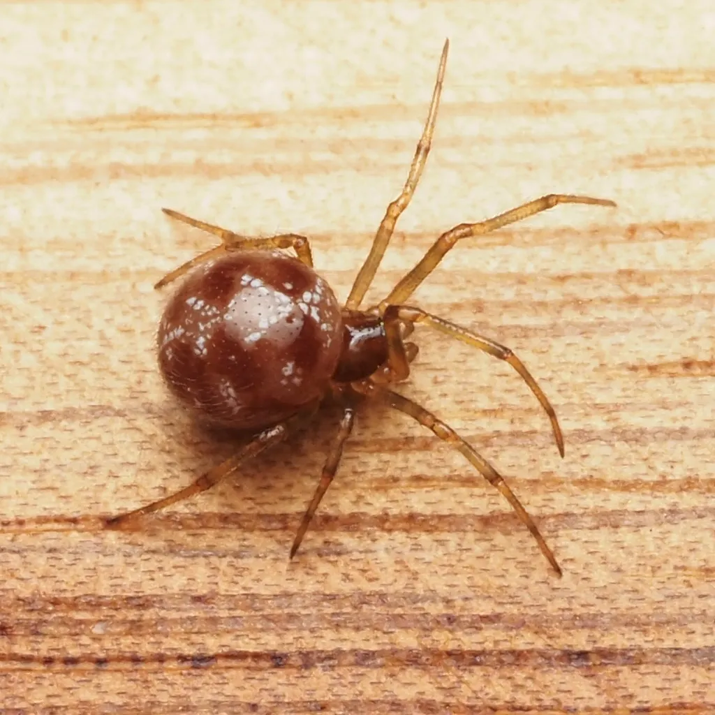 Triangulate cobweb spider on a wood surface displaying its compact brown body