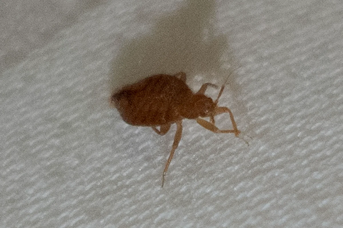 Close-up view of a tropical bed bug showing its flat body shape and leg structure