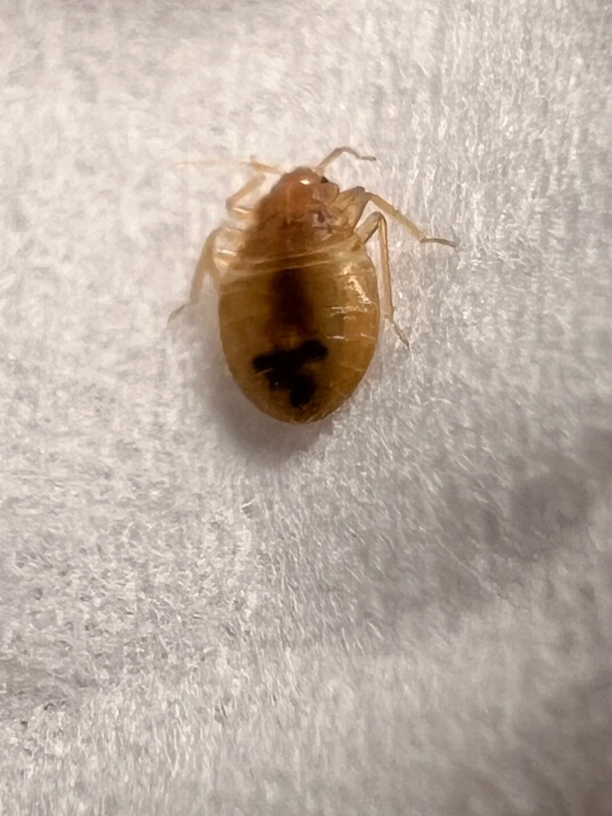 Engorged tropical bed bug after feeding, showing swollen body with visible blood meal