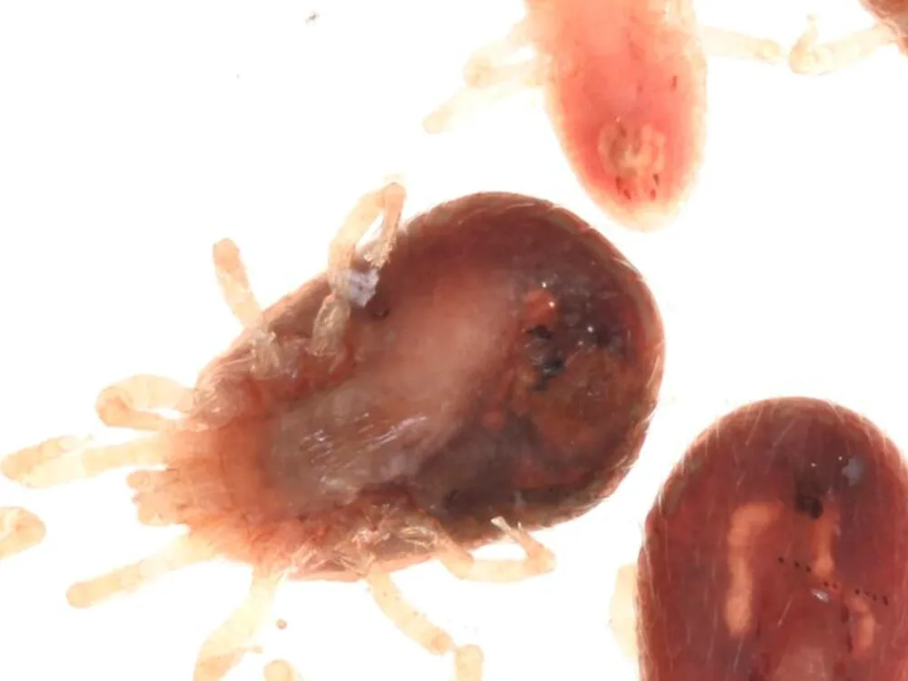 Close-up of a single blood-fed tropical rat mite showing its oval body and hairy legs