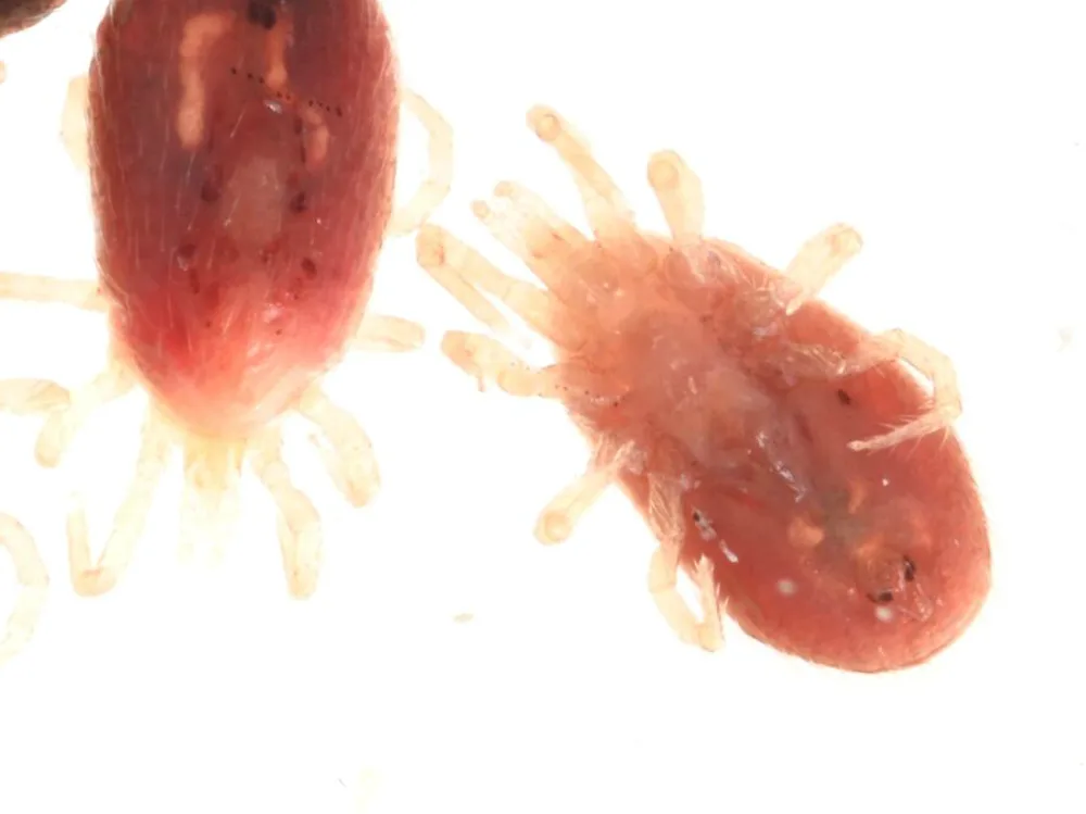 Two tropical rat mites side by side showing the pointed rear end of the body