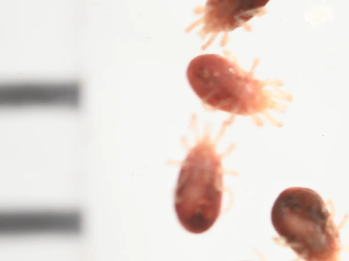 Tropical rat mites photographed beside a millimeter scale bar showing how small they are