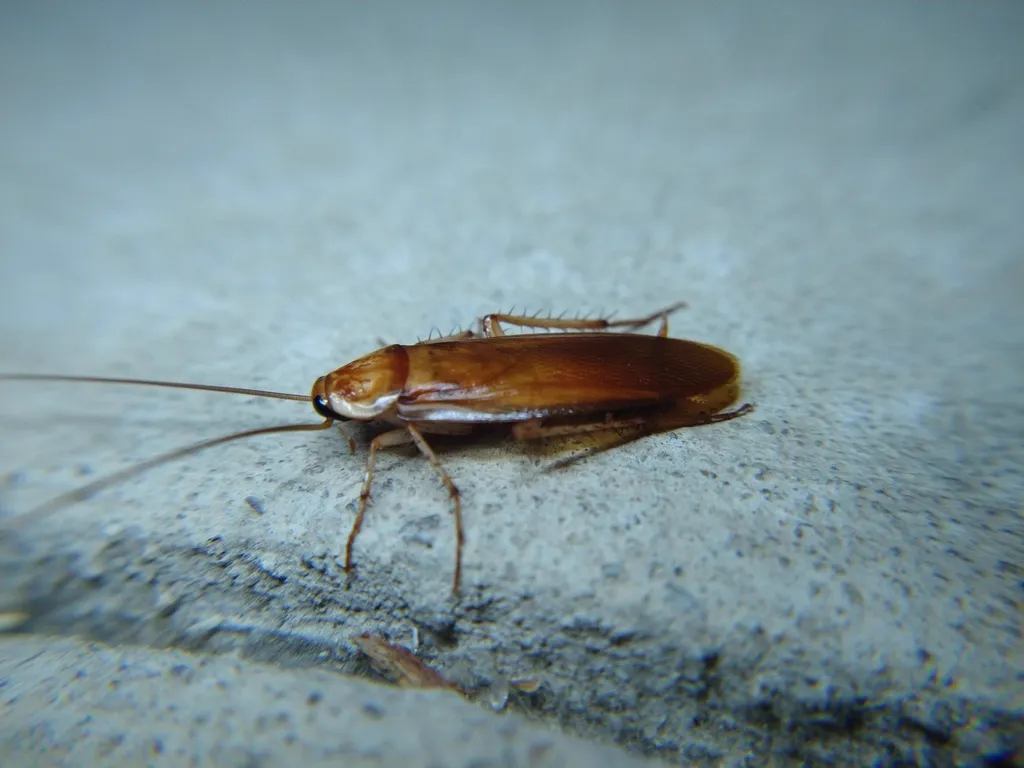 Male Turkestan cockroach with tan-colored wings visible from side view