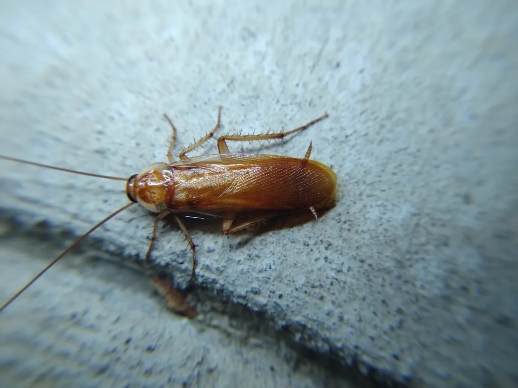 Male Turkestan cockroach showing yellowish-tan wing coloring
