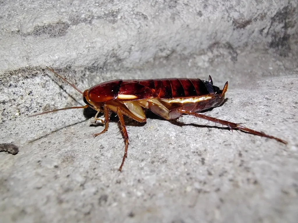 Female Turkestan cockroach on concrete showing body structure and cream-colored edge markings