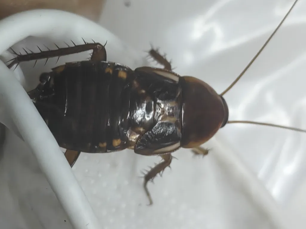 Top-down view of female Turkestan cockroach showing distinctive dark coloring and short wing pads