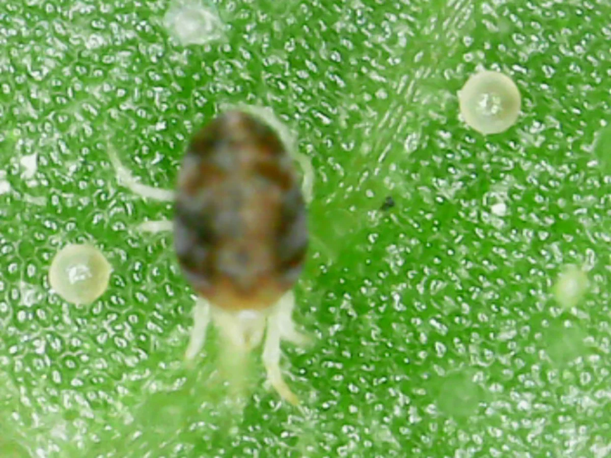 Two-spotted spider mite showing distinctive dark spots visible on its translucent body