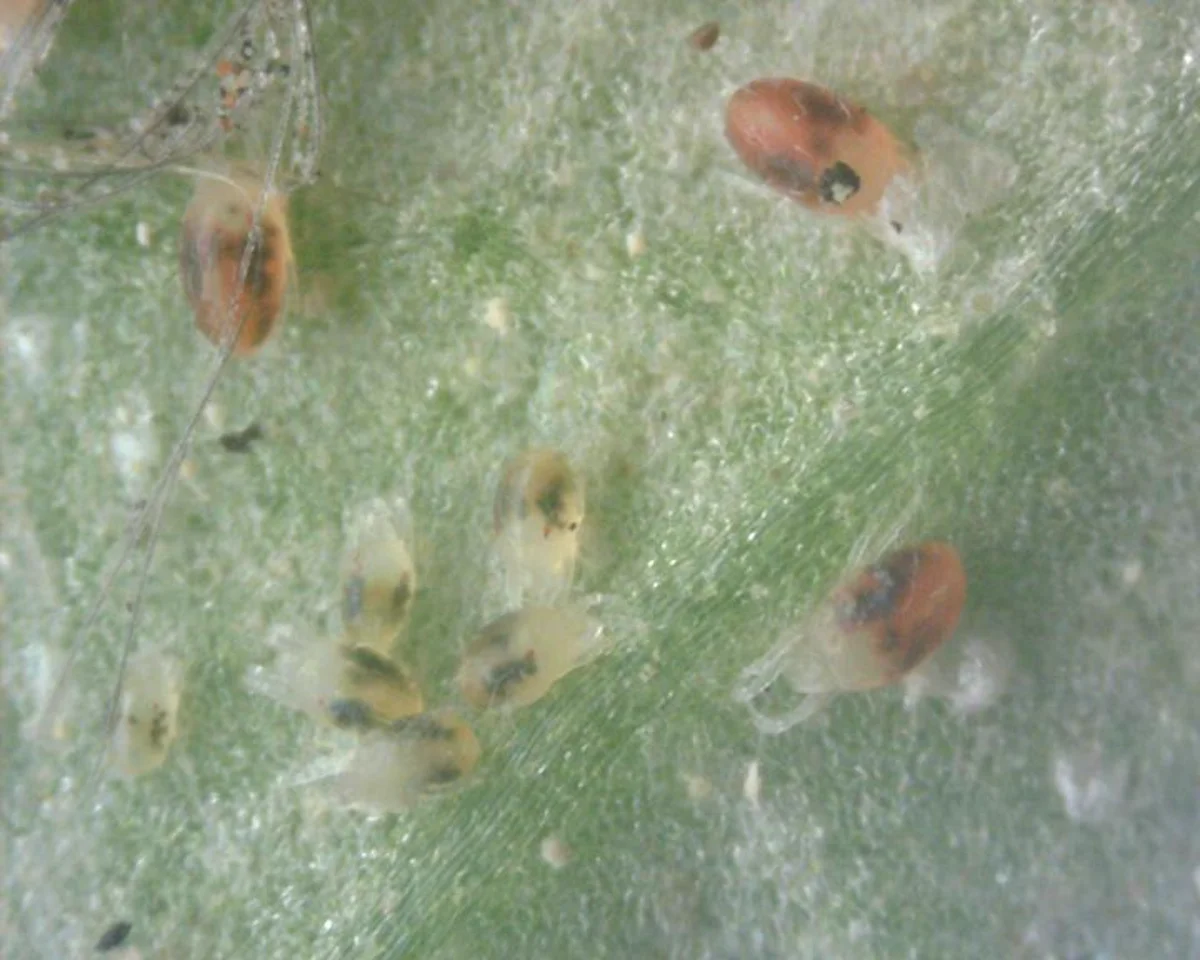 Multiple two-spotted spider mites and eggs on a plant leaf surface