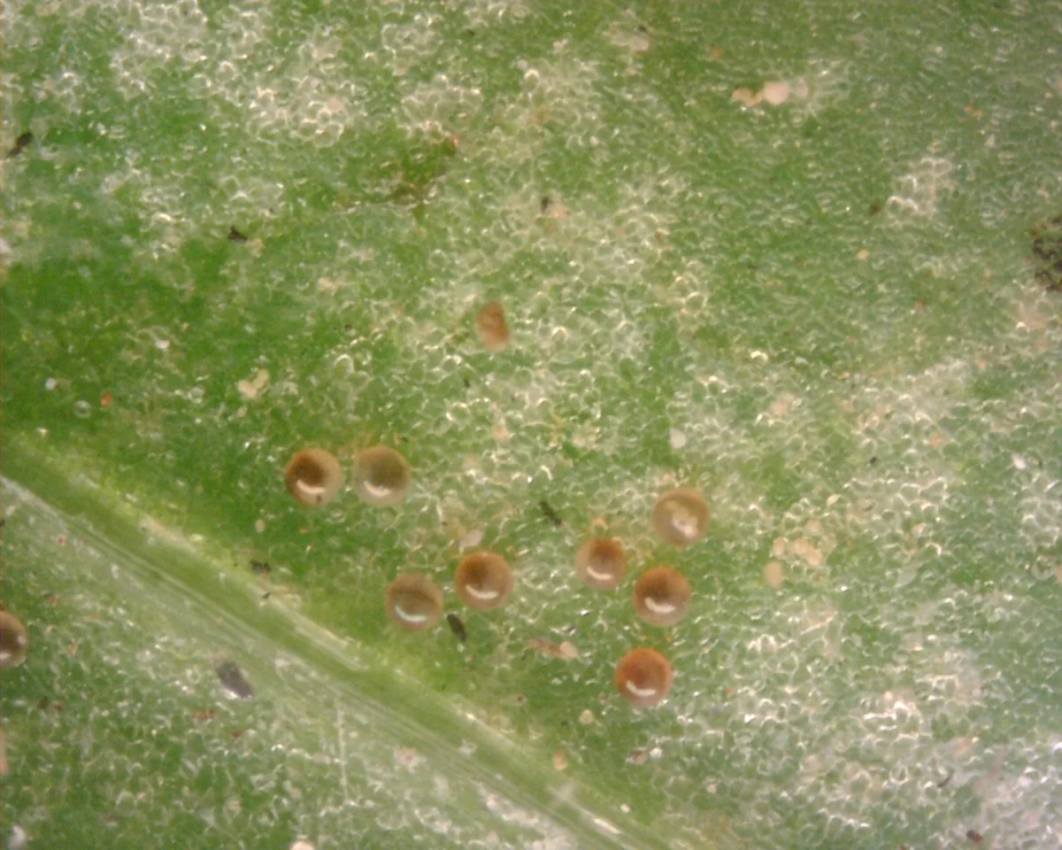 Several two-spotted spider mites feeding on the underside of a leaf