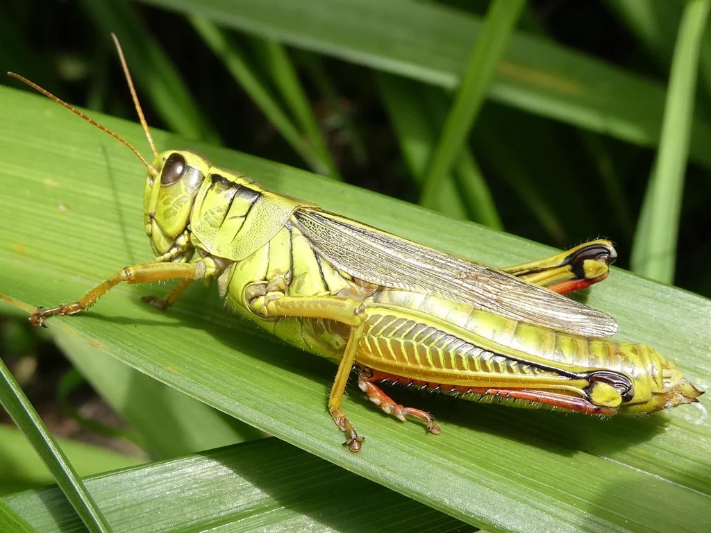 Two-striped grasshopper clinging to grass blade in natural habitat