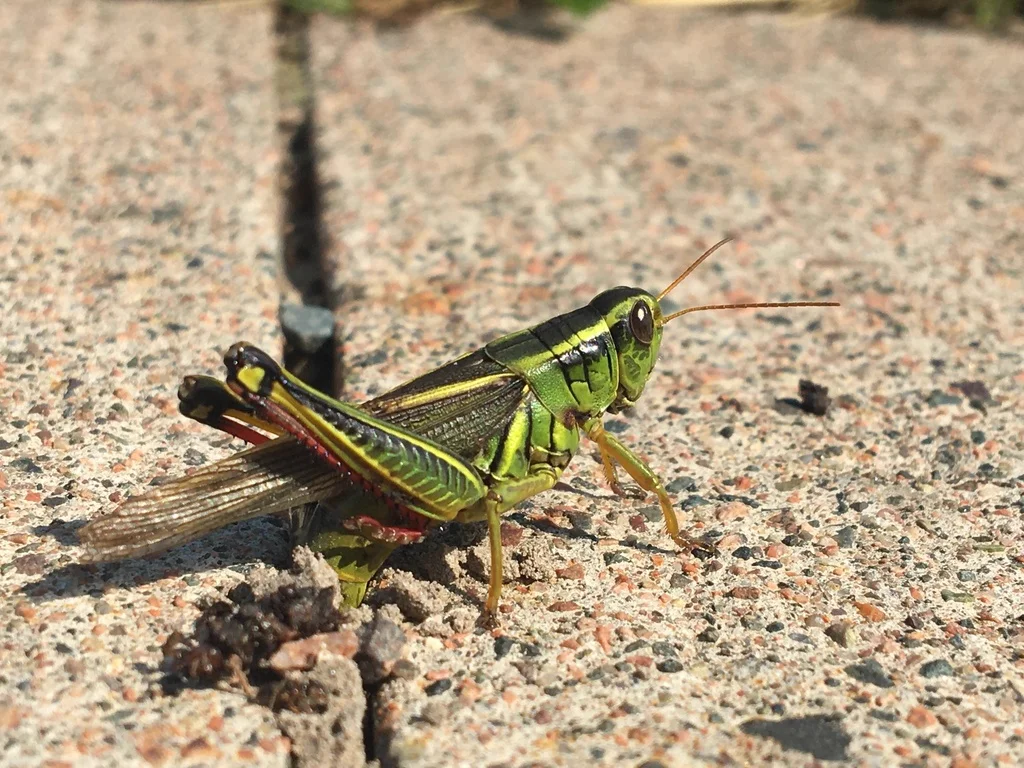Two-striped grasshopper on concrete showing green and yellow coloring with characteristic stripes