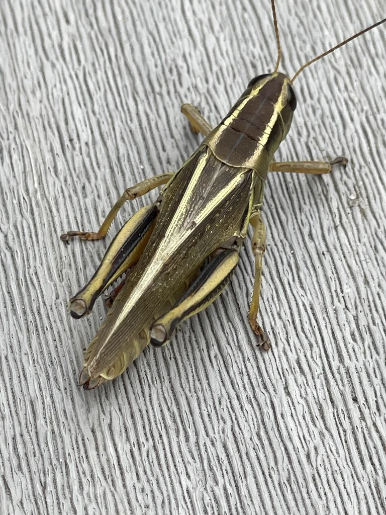 Dorsal view of two-striped grasshopper showing distinctive yellow stripes along the back