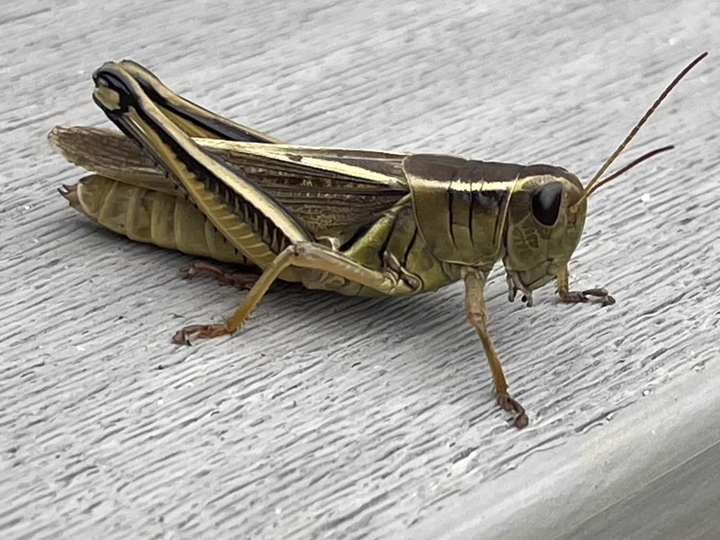 Side profile of two-striped grasshopper on weathered wood displaying wing pattern