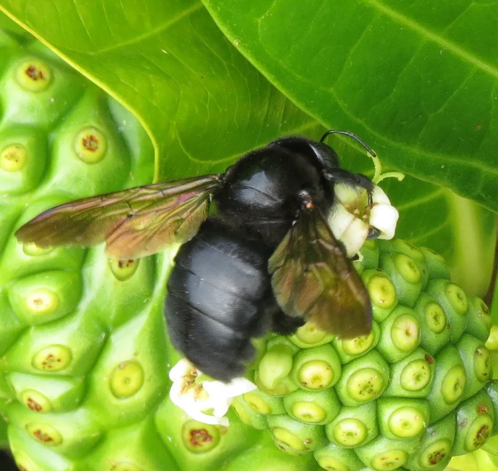 Female valley carpenter bee with solid black body foraging on green fruit