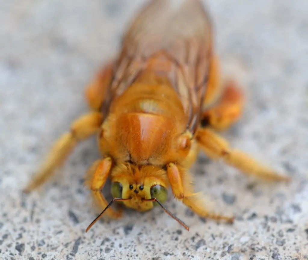 Front view of male valley carpenter bee showing green eyes and golden fuzzy thorax