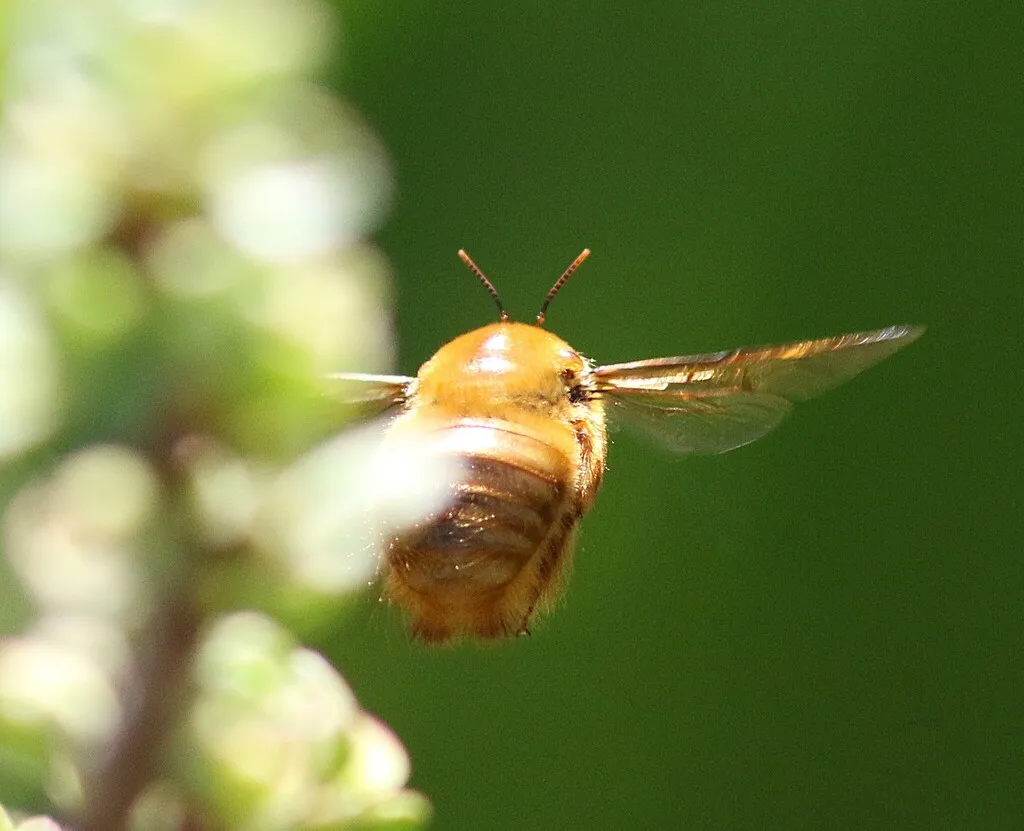Male valley carpenter bee hovering in flight showing golden coloring