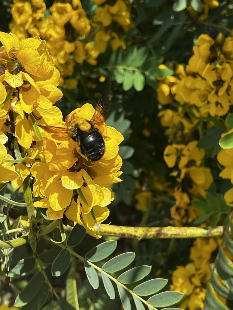Female valley carpenter bee foraging on bright yellow flowers