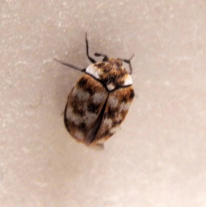 Adult varied carpet beetle on neutral background showing characteristic oval body and antennae