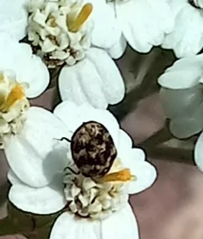 Varied carpet beetle feeding on white flower petals in its natural outdoor habitat