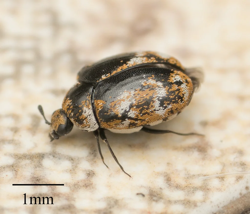Side view of varied carpet beetle showing rounded body shape and scale pattern with 1mm scale bar
