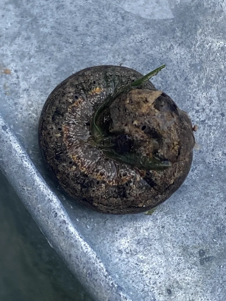 Variegated cutworm larva curled into defensive C-shape position