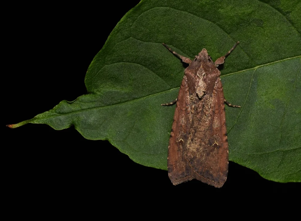 Adult variegated cutworm moth resting on green leaf