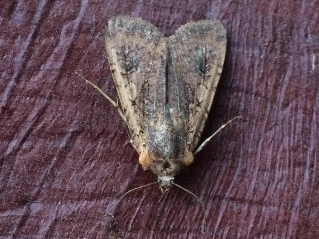 Variegated cutworm moth with wings spread showing wing pattern details