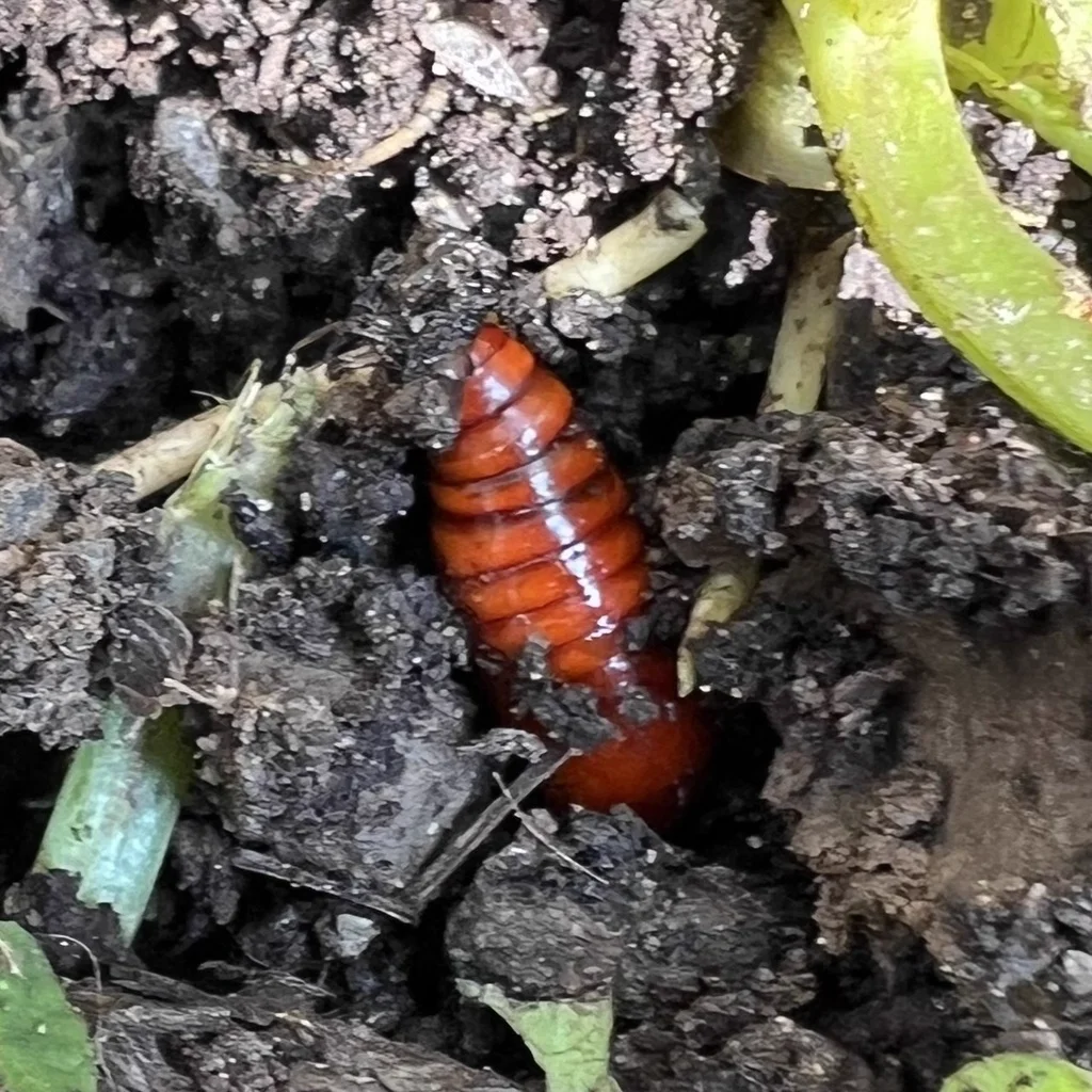 Variegated cutworm pupa in soil showing brown pupal case