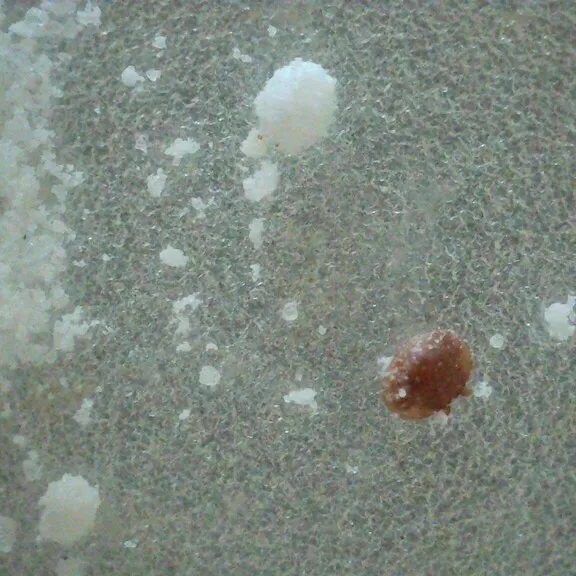 Varroa mite on light surface showing reddish-brown coloring and flat body shape