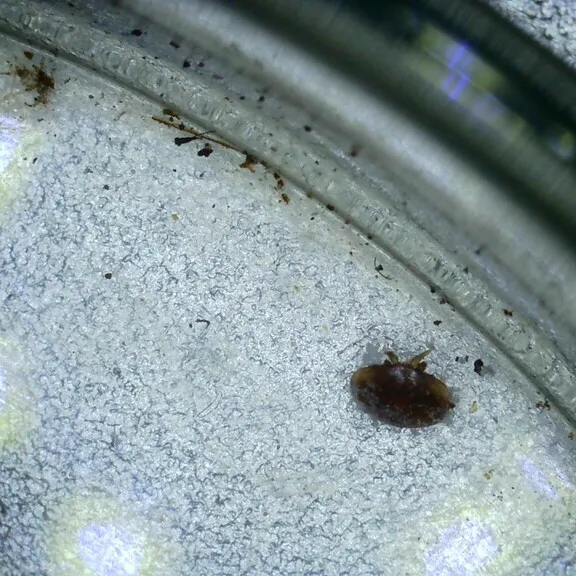 Two varroa mites on a monitoring board used by beekeepers