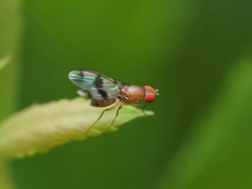 Vinegar fly perched on a green leaf showing iridescent wings and red eyes
