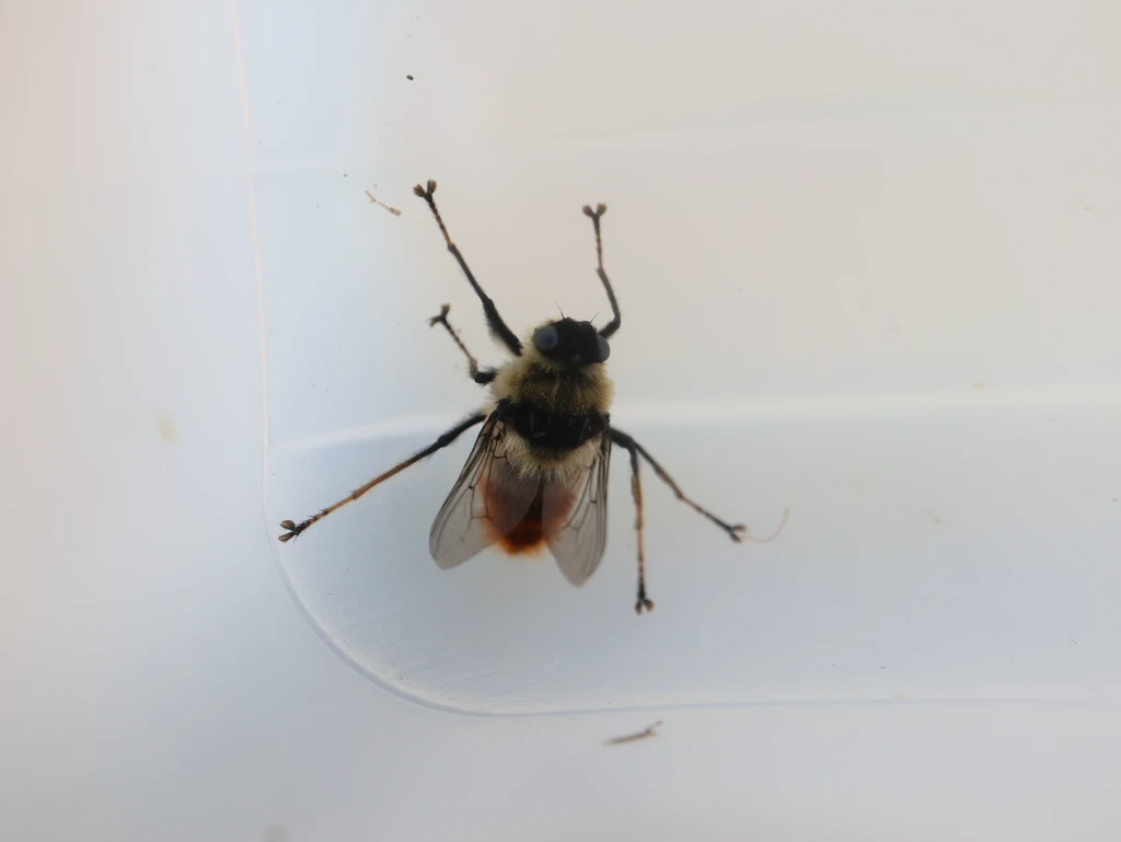 Adult warble fly on a white surface showing its hairy body and spread wings