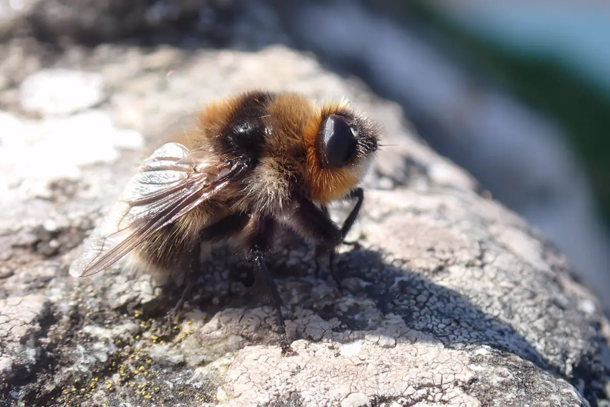 Close-up of a warble fly on a rock showing its fuzzy bumblebee-like body