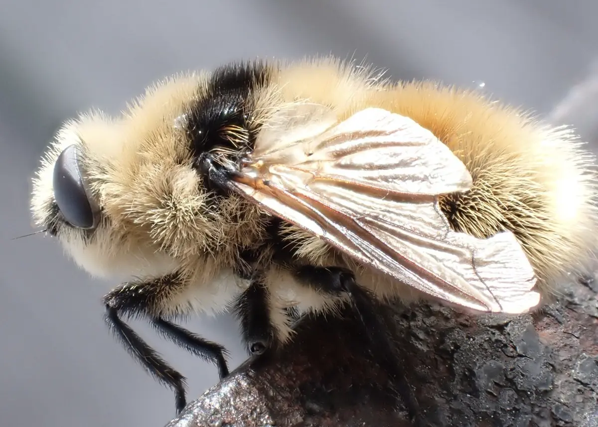 Side profile close-up of a warble fly showing wing detail and dense body hair