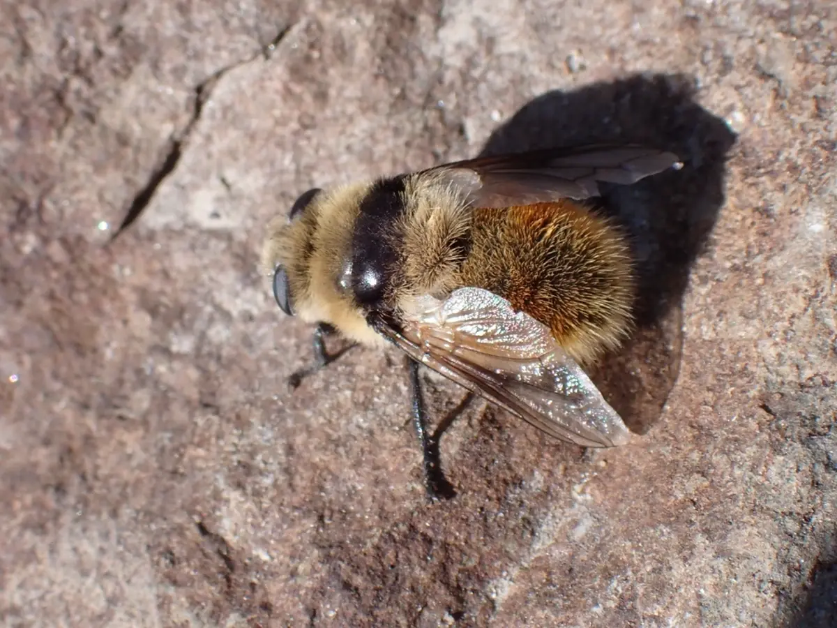 Top-down view of a warble fly on a rock showing its orange and black banded thorax