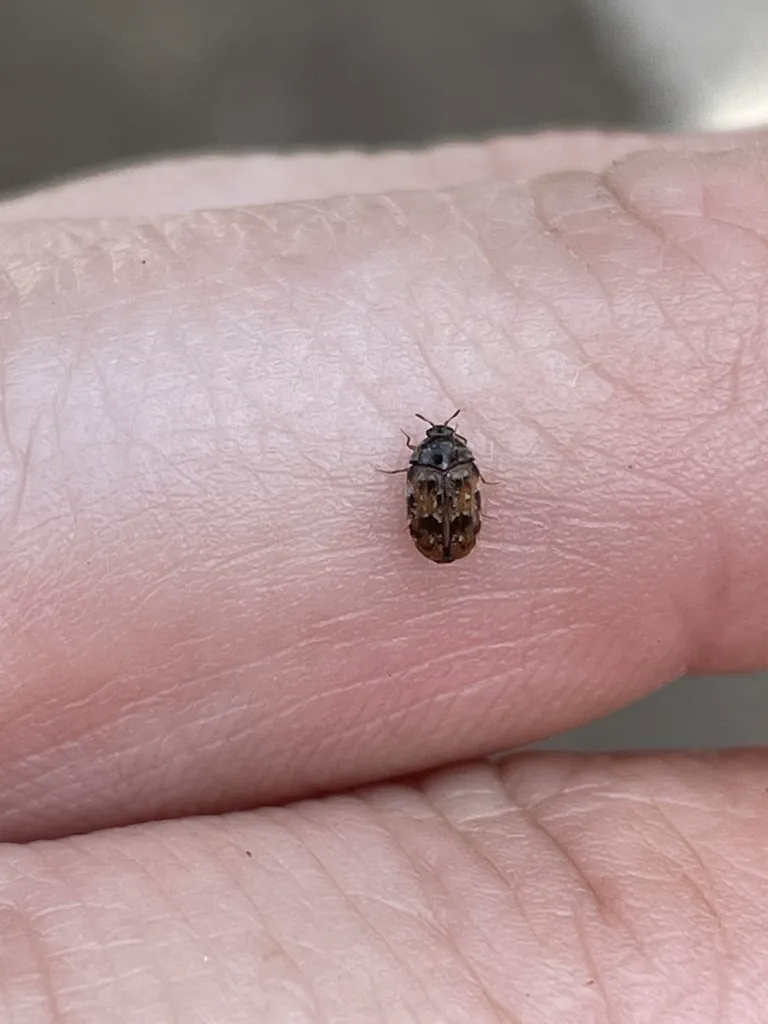 Warehouse beetle on a human fingertip demonstrating its tiny size relative to the hand