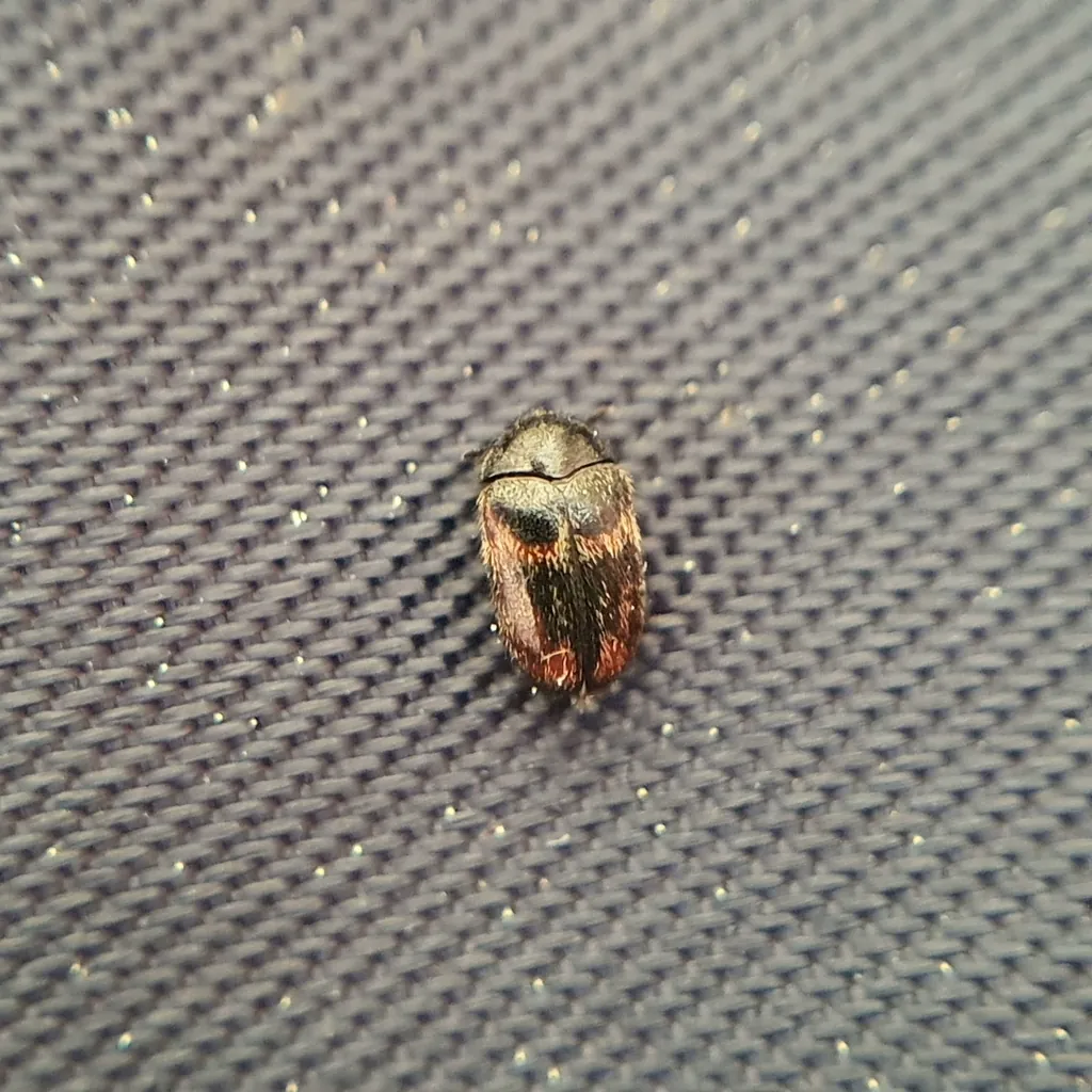 Adult warehouse beetle crawling on a window screen showing its oval body shape