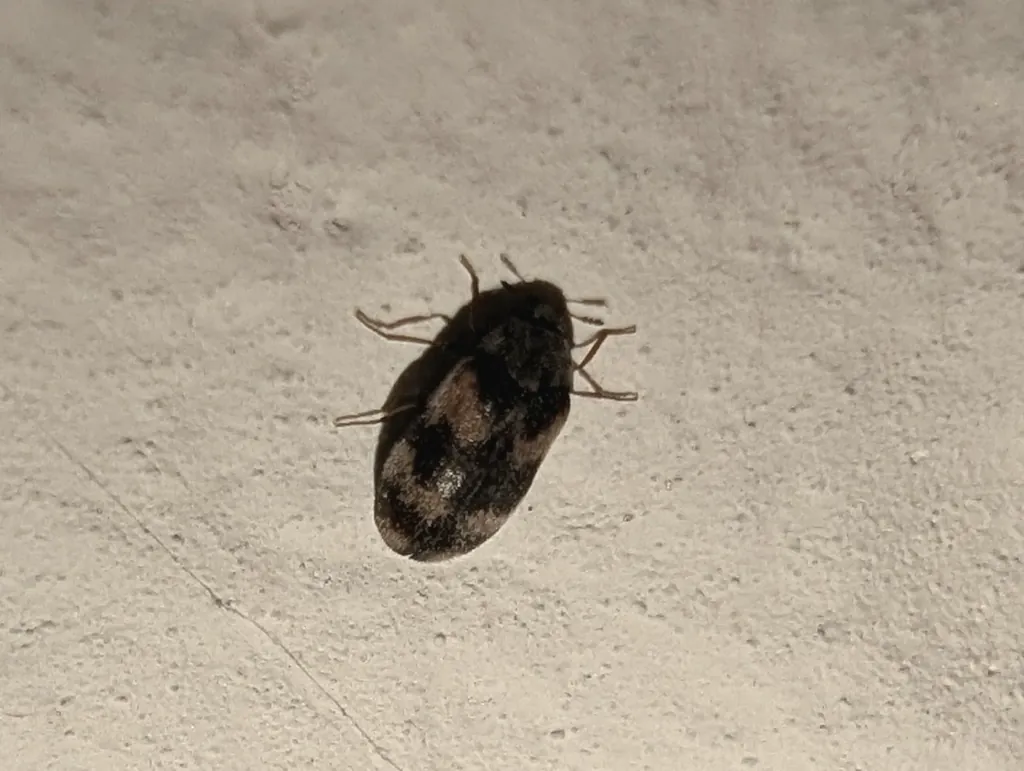 Warehouse beetle on an interior wall surface near a stored food area