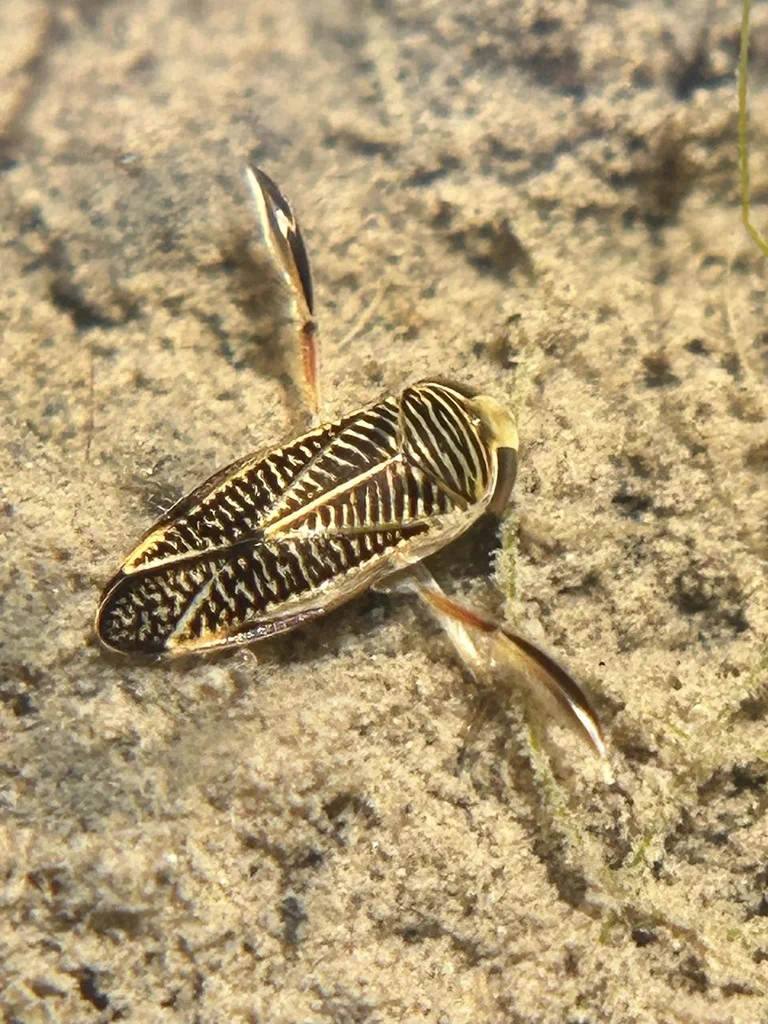 Close-up dorsal view of water boatman showing detailed wing pattern and oar-like legs
