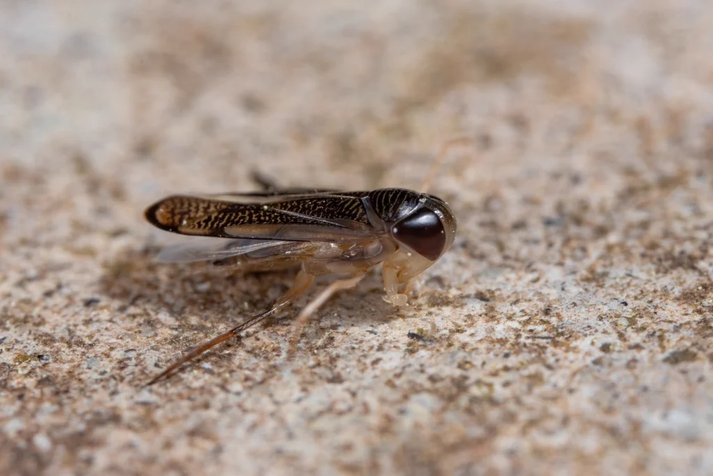 Water boatman resting on stone near water in natural habitat