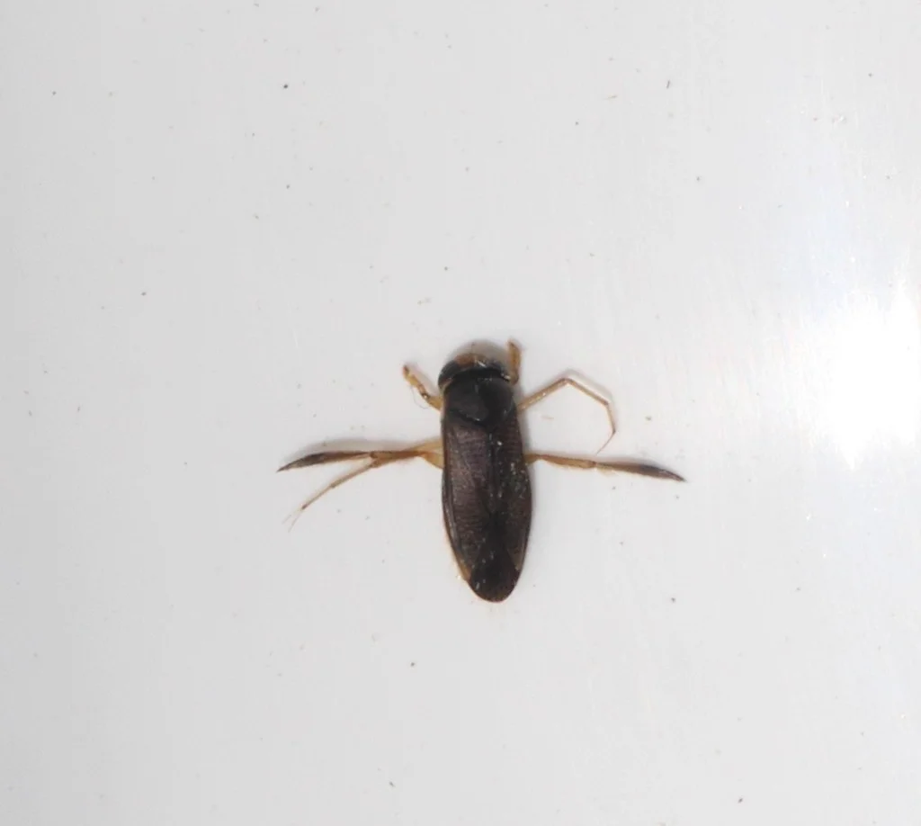 Water boatman on white background showing full body shape and leg structure
